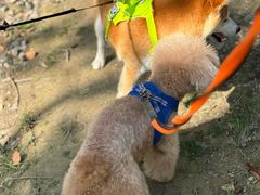 -春花秋色城市公园