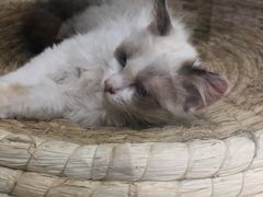 -藏猫猫咖啡主题馆(中央大道店)