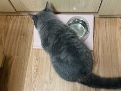 -东方名猫馆·英短金渐层布偶猫舍(环线广场1号楼店)