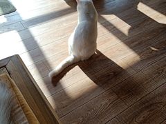 -猫的茶·猫咖
