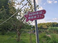 -丰依竹食·老牌竹筒饭