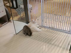 -藏猫猫咖啡主题馆(中央大道店)