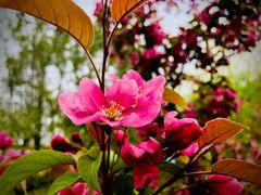 -海棠花溪(元大都城垣遗址公园)