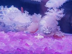 -欢乐海岸海洋奇梦馆