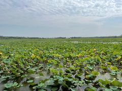 -天津东丽湖风景区
