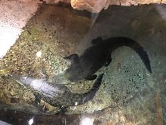 -迪拜水族馆及水下动物园