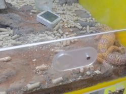 -神奇动物撸宠馆·羊驼·小浣熊·异宠(豫园店)