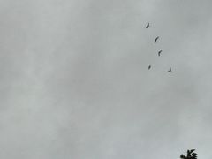 -美的鹭湖森林度假区