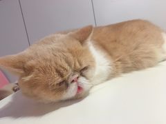-三花喵·撸猫购宠·宠物生活馆(虹桥南丰城店)