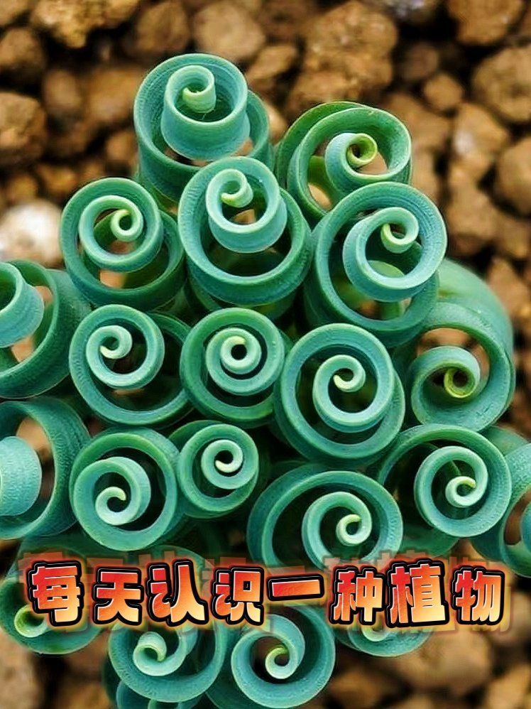 每天认识一种植物|蚊香一样的弹簧草