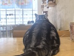 -藏猫猫咖啡主题馆(中央大道店)