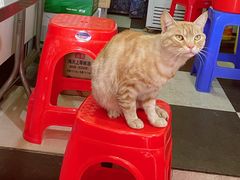 -胡椒猪肚汤(康王店)