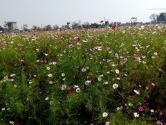 android_upload_pic-荷兰花海