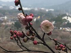 -香雪海