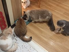 -滚猫咖啡·猫咖·猫友好撸猫(未来城店)