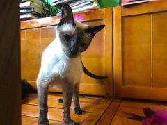 -李小姐の猫咖啡馆(五角场店)