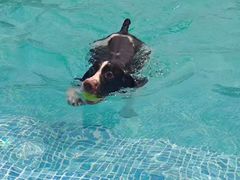 -爪吧宠物乐园 (温榆河示范区店)