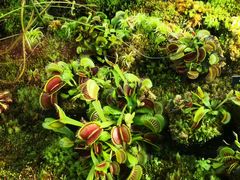 -国家植物园南园