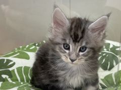 -青奢宠物·青奢猫舍