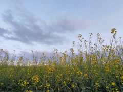 -光明小镇欢乐田园