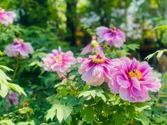 -洛阳市隋唐城遗址植物园