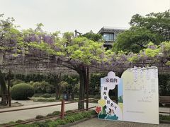 -嘉定紫藤园