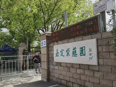 -嘉定紫藤园