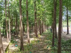 -上海长兴岛郊野公园