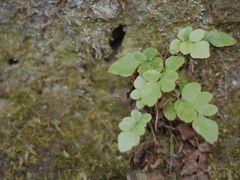 -南山植物园