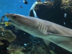 -鹿儿岛水族馆