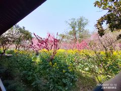 -南汇桃花村