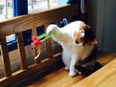 -Anne猫窝咖啡屋