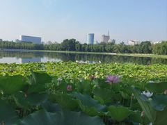 -莲花池公园