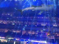 -成都浩海立方海洋公园