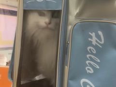 -瑞派名望志远动物医院·猫科·內科·异宠专科(直港大道店)