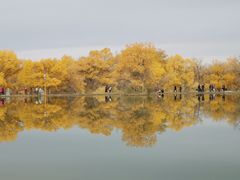 -金塔沙漠胡杨林景区