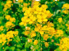 -大自然农场蔬菜草莓采摘园
