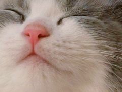 -帕帕拉兹宠物(亚洲旗舰店)