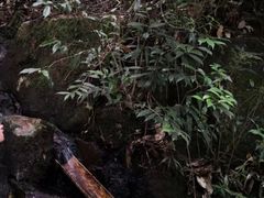 -九龙江国家森林公园