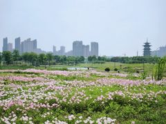 -洋湖国家湿地公园