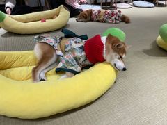 -逗柴咖啡屋·狗咖猫咖宠物桌游