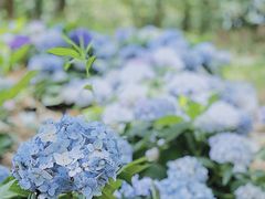 -上海共青森林公园