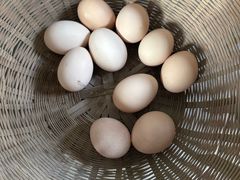 -马陆小张葡萄园农家乐