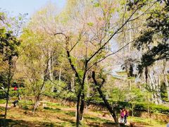 -武汉大学-樱园