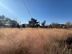 -羊亭河湿地公园