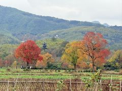 -塔川景区