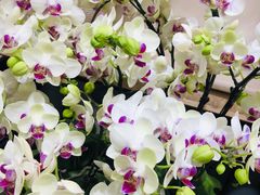 -双季花艺园艺市场(浦东店)
