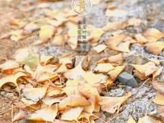 -千年银杏谷文化旅游区