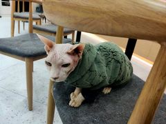 -喵园·猫主题咖啡厅·撸猫·猫咖(国贸店)