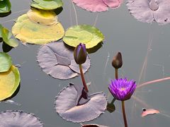 -国家植物园南园